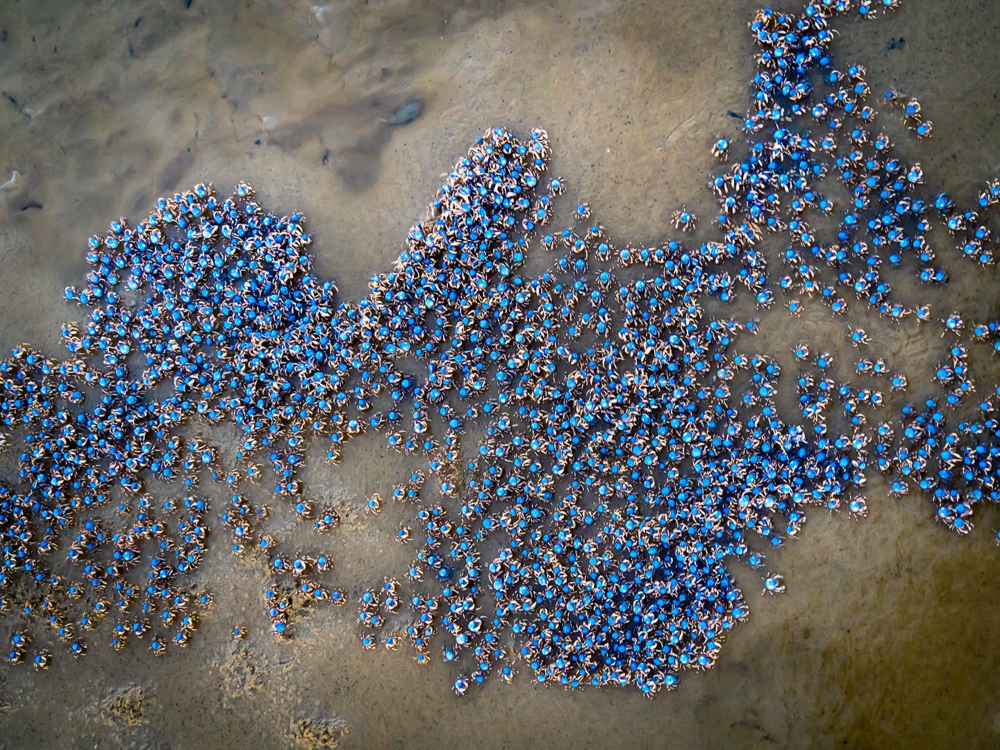 Sandy Soldiers